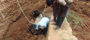 Rescued the bull with the help of villagers and pulled the bull out of the well