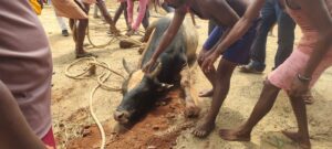 Rescued the bull with the help of villagers and pulled the bull out of the well