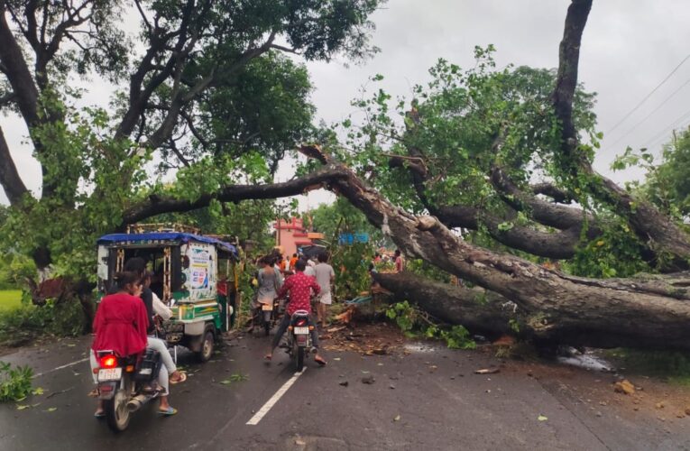 सड़क किनारे वर्षों पुराना पीपल का पेड़ गिरा, बाल  बाल बचे चालक एवं उपचालक 