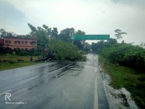 विक्रमपुर मोड़ के पास सड़क पर गिरा विशाल पेड़, यातायात और बिजली आपूर्ति बाधित